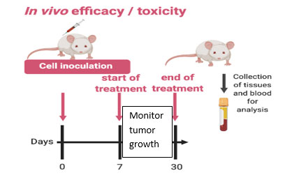 In vivo efficacy/toxicity